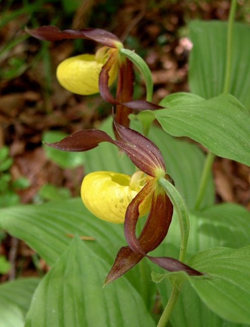 Cypripedium calceolus / Scarpetta di Venere